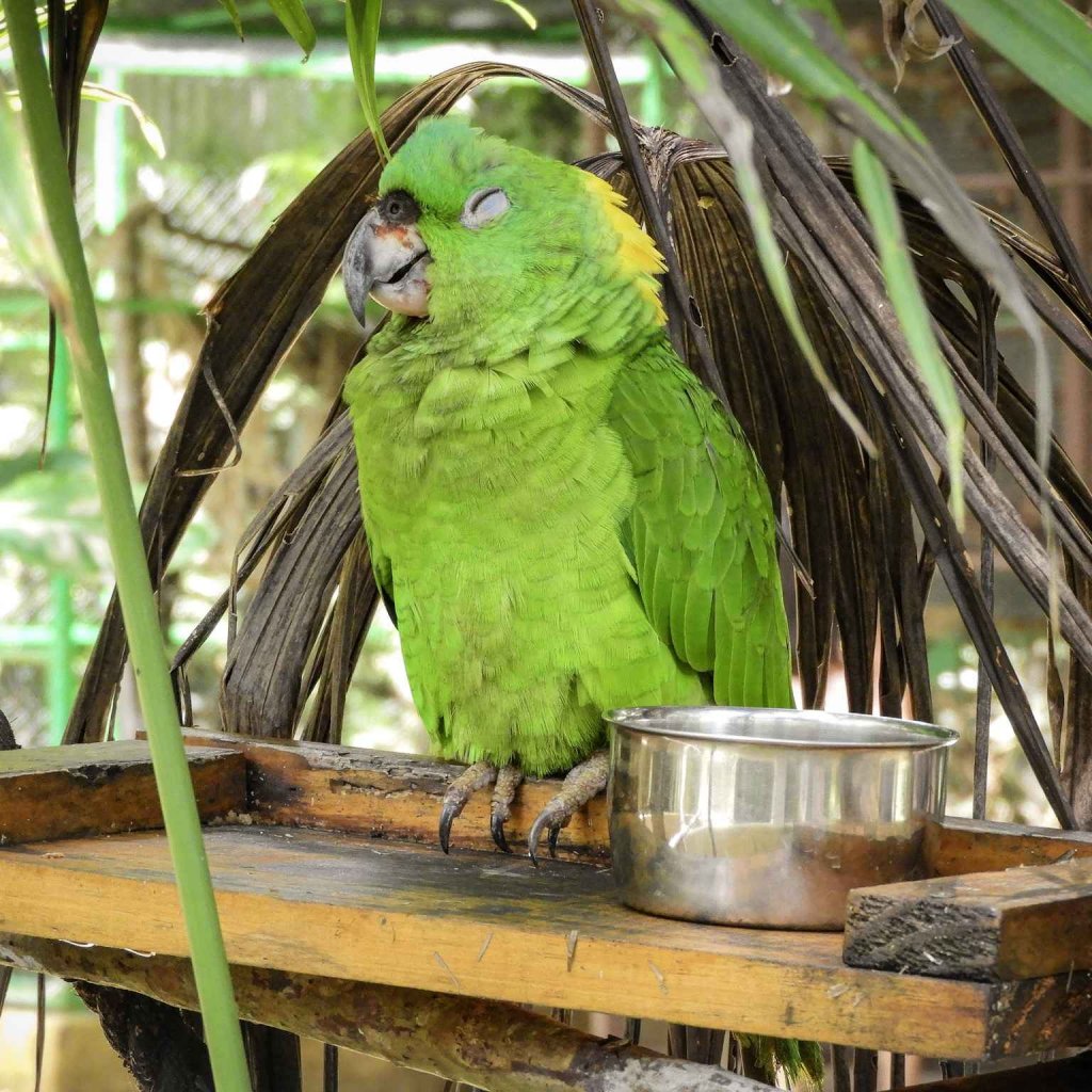 Bezoek een dierenopvang: leer meer over Costa Rica’s wildlife