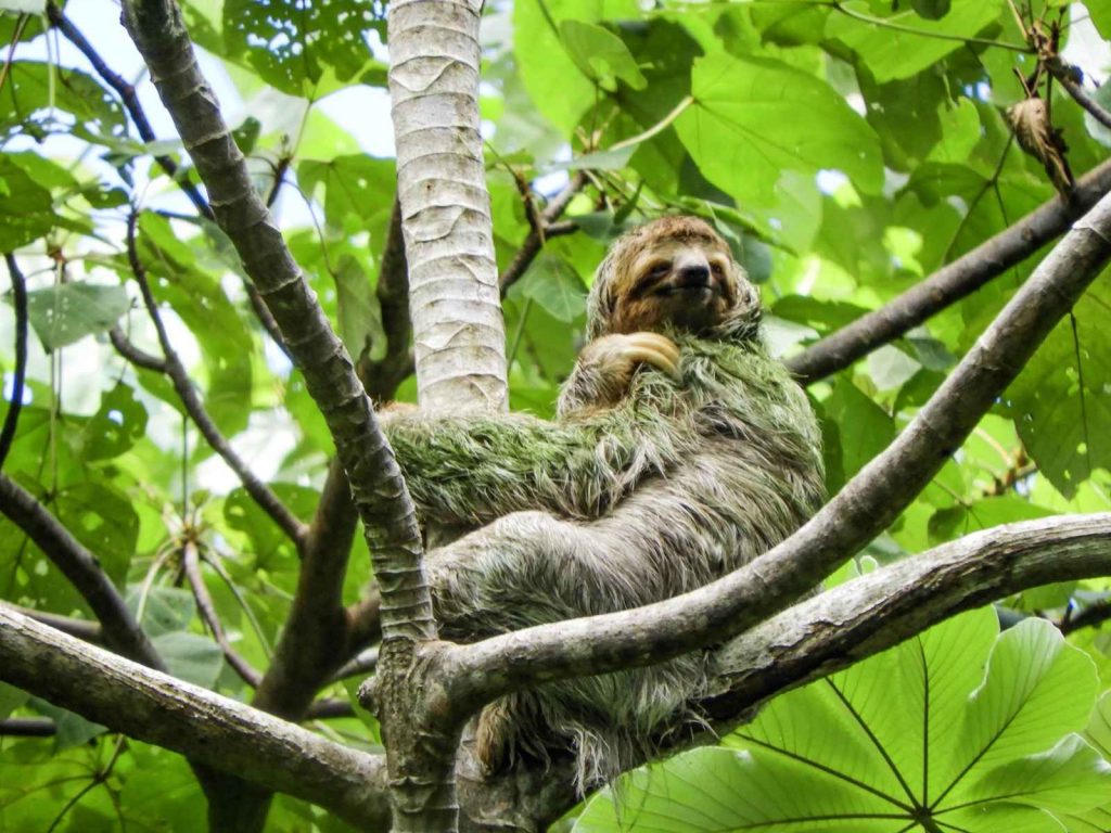 Manuel Antonio National Park - Luiaards
