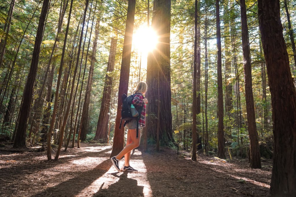 Beste daghikes Noordereiland Nieuw-Zeeland - Redwoods Rotorua